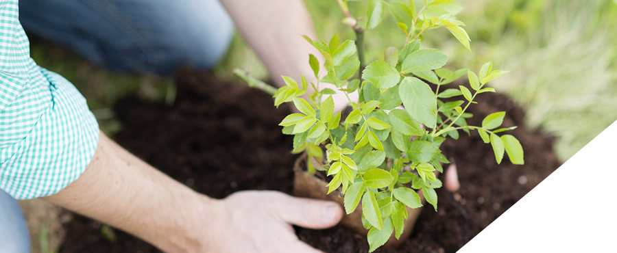 Offsetting part of your digital footprint with Ecosia