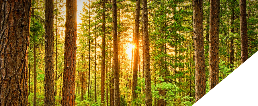 Woodland trees - what to include in an ethical marketing strategy