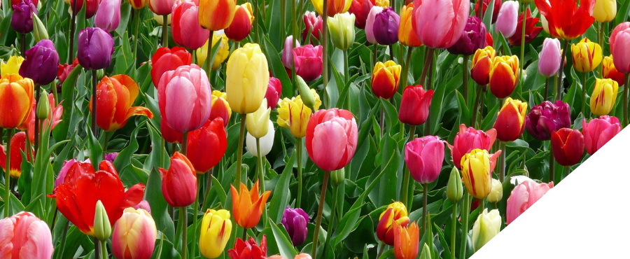 Spring marketing ideas you need to try